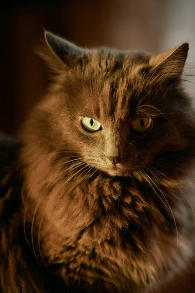 Чарівна Кошеня Сучасному Інтер Єрі Розслаблений Домашній Кіт Приміщенні — стокове фото