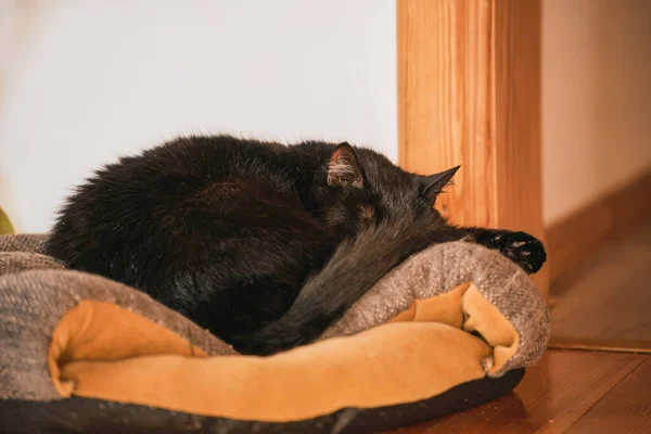 Black cat sleeps on a pet pillow. Pet store item in usage by domestic cat. Horizontal photo
