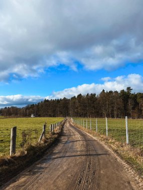 shiny gravel road in the forest. sunbeams at a winding gravel road through an old and mossy coniferous forest