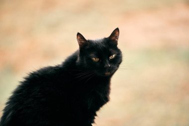 beautiful black female cat. relaxed portrait of domestic pet