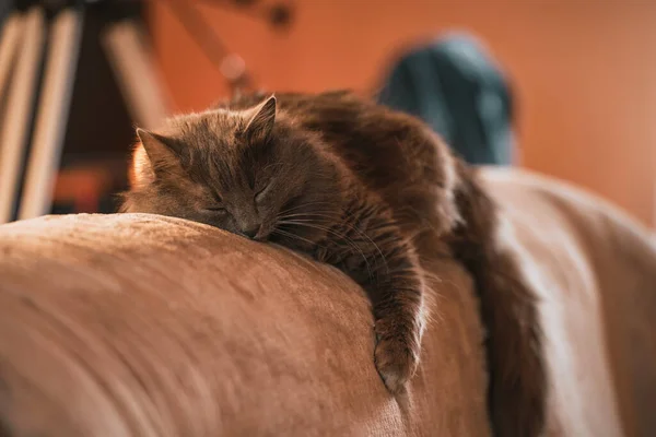 Kanepede Uyuyan Bir Kedinin Yatay Fotoğrafı — Stok fotoğraf