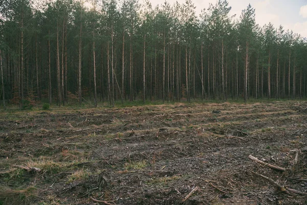 Stumps Logs Show Overexploitation Leads Deforestation Endangering Environment Sustainability Pine — Stok fotoğraf
