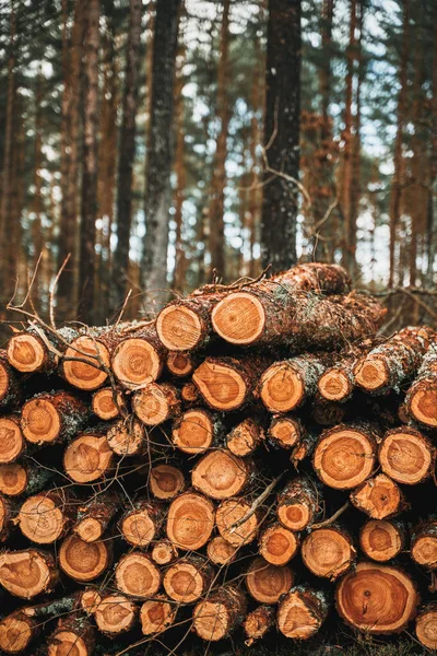 stock image Environmental and ecological issues. Pine forest destruction. Destruction of forests and felling of trees. Forests illegally disappearing. Deforestation concept. Cutting trees in the woods.