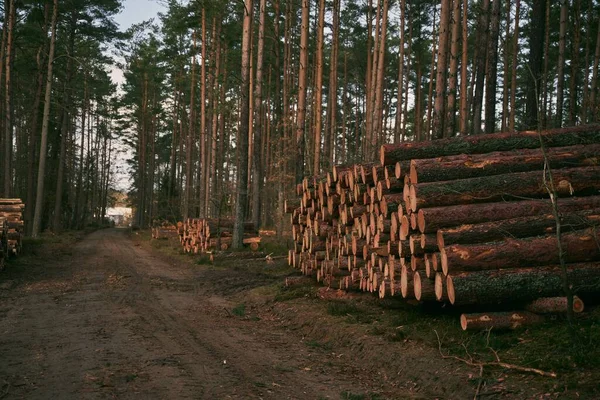 Ormandaki Ağaç Kütükleri Kesilmiş Odun Yığını — Stok fotoğraf