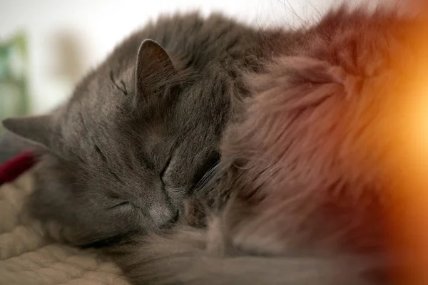 Domestic Grey Cat Sleeps Indoors — Stock Fotó