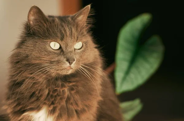 Indoor Cat Sits Sunlight Cat Looks Window —  Fotos de Stock