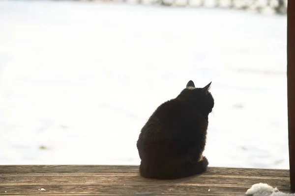 Back Black Cat Sitting Wooden Terrace Isolated Domestic Pet Cat — Stock Photo, Image