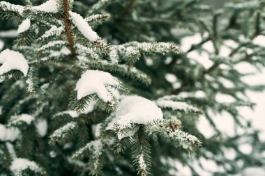 Snow covered tree bark in the winter woods. Close up of a tree texture at winter.