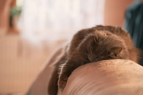 Black Cat Sleeps Pet Pillow Pet Store Item Usage Domestic — Foto de Stock