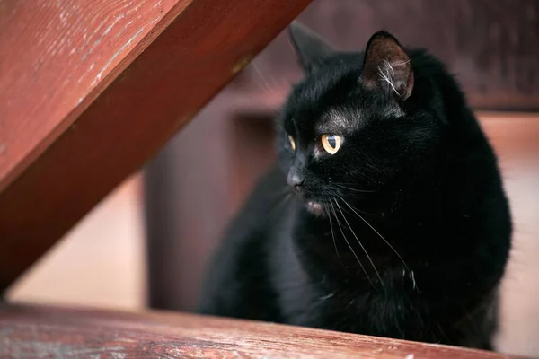 Красива Чорна Жінка Кішка Розслаблений Портрет Домашньої Тварини — стокове фото