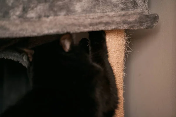 Будинок Кішки Подряпинами Платформами Активність Домашніх Котів — стокове фото