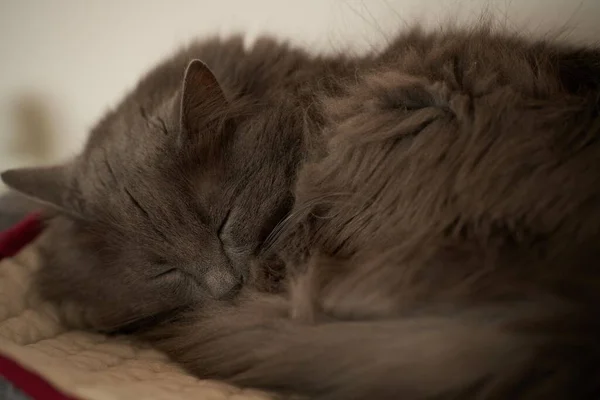 Close Portrait Domestic Relaxed Cat Beautiful Grey Male Cat — Stok fotoğraf
