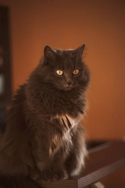 Ciekawski Kot Siedzi Biurku Monitorem Komputera Pracuję Zdalnie Domu Zwierzętami — Zdjęcie stockowe