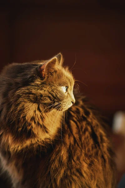 Gato Interno Senta Contra Luz Solar Gato Olha Pela Janela — Fotografia de Stock