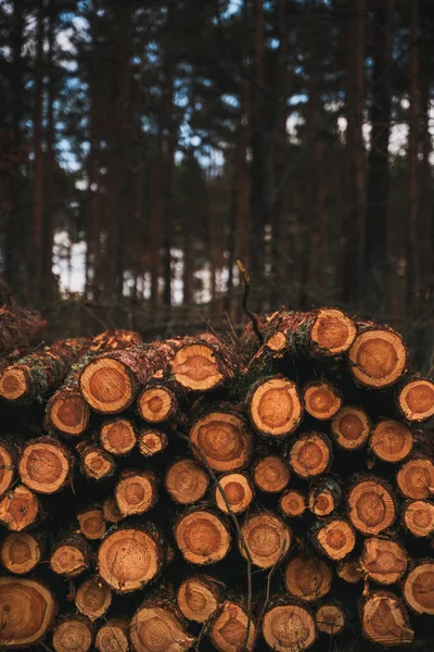 Trädstammar Stockar Rad Nära Skogsvägen — Stockfoto