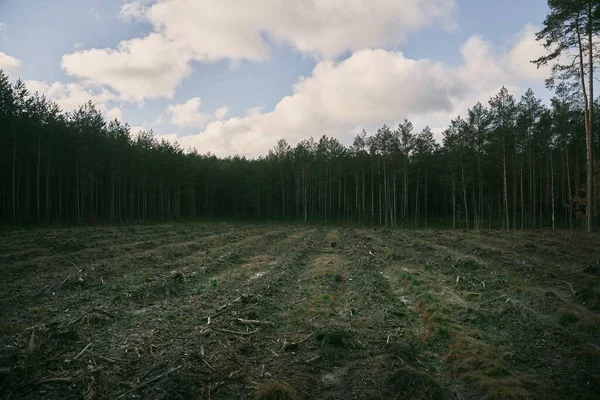 Avrupa Ormanlarında Ormanların Tahrip Edilmesi Çevreye Zarar Verilmesi Kavramı Yasadışı — Stok fotoğraf