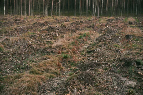 파괴의 유럽의 숲에서의 — 스톡 사진