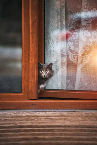 Gato Interno Senta Contra Luz Solar Gato Olha Pela Janela — Fotografia de Stock