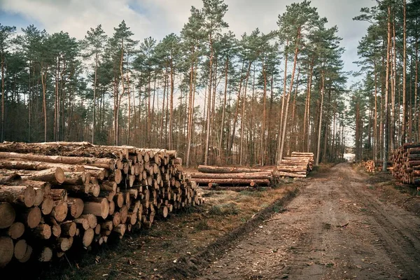 Lumber Stored Stacked Piles Forest Close Wooden Logs Sorted — Stock fotografie