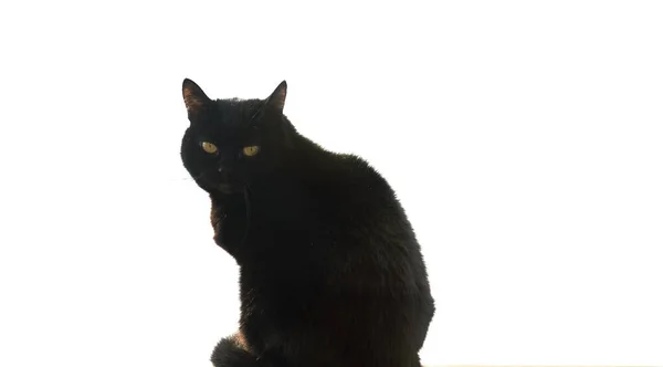 Портрет Черной Кошки Сидящей Белом Фоне — стоковое фото