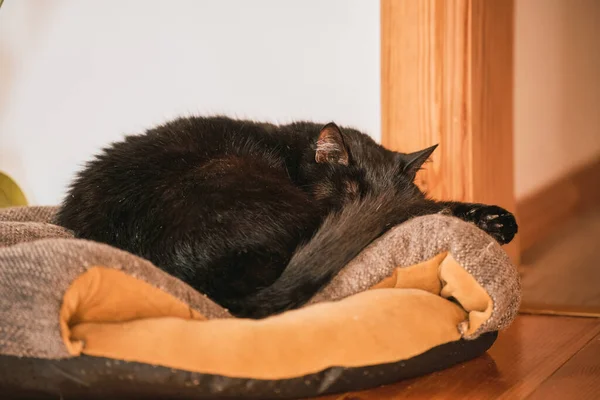 Горизонтальное Фото Кота Спящего Диване — стоковое фото