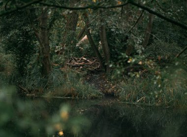 Tree damaged by beavers. Wildlife trails in forests and parks