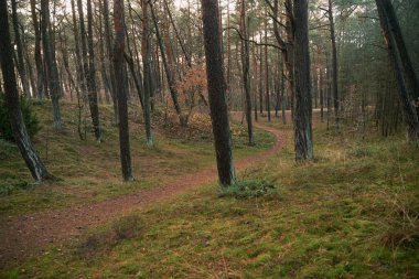 shiny gravel road in the forest. sunbeams at a winding gravel road through an old and mossy coniferous forest