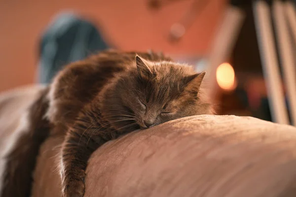 黑猫睡在宠物枕头上 宠物店的物品被家猫使用 横向照片 — 图库照片
