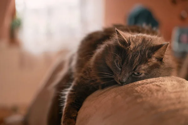 猫躺在沙发上洗爪子 宠物在舔自己 舒适的内部概念 — 图库照片