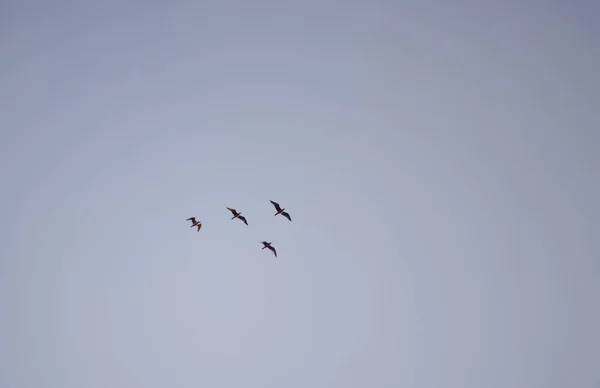Σμήνος Πτηνών Απομονωμένων Στον Ουρανό — Φωτογραφία Αρχείου