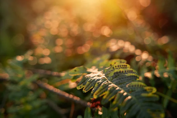 在阳光明媚的夏日 绿色蕨类植物会离开 森林里蕨类的绿枝 在森林的背景下种植蕨类植物 秋天的蕨叶结构美观 — 图库照片