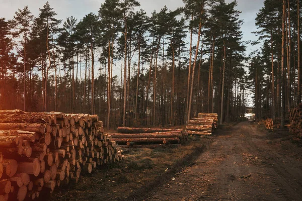 stock image tree trunks logs in row near the forest road