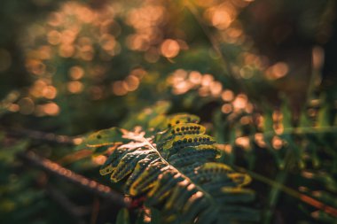 Green fern leaves on a sunny summer day. Green branches of a fern in the forest. Fern plants in the background of the forest. Beautifully textured fern leaves in autumn.