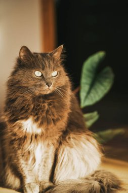 Kapalı alan kedisi güneş ışığına karşı oturur. Kedi pencereden bakıyor.