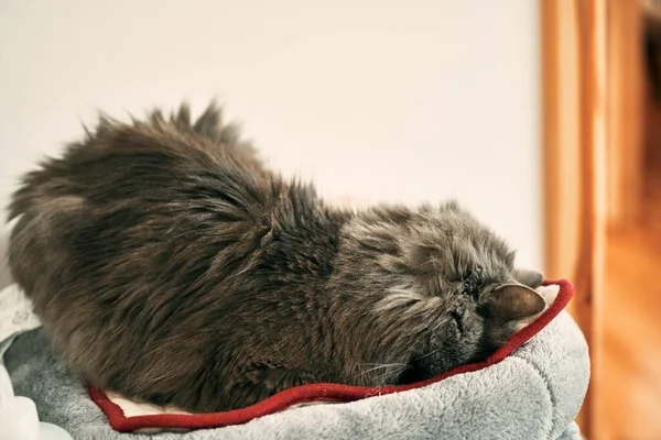 Крупным Планом Спящего Домашнего Кота Кота Спит Помещении — стоковое фото