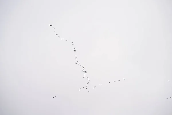 Стая Птиц Изолированных Небе — стоковое фото