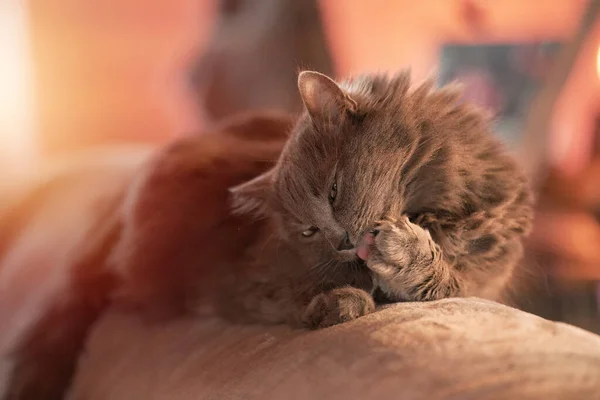 Kedi Kanepede Yatarken Patisini Yıkıyor Evcil Hayvan Kendini Yalıyor Konforlu — Stok fotoğraf