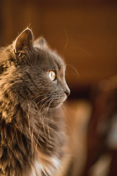 Close Portrait Domestic Relaxed Cat Beautiful Grey Male Cat — Fotografia de Stock