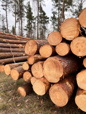 Orman çamı ve çam ağaçları. Kütük sandıkları, kereste sanayisi..
