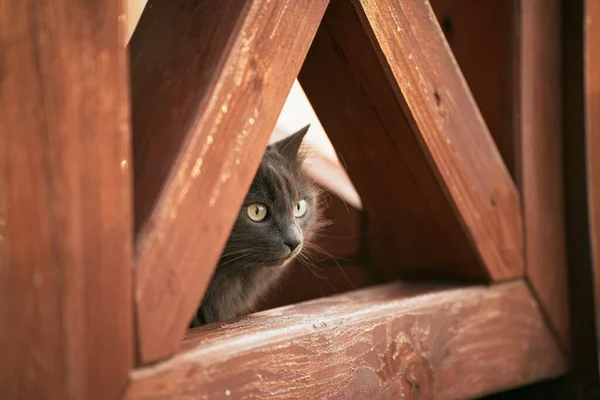 Retrato Interior Gato Gris Macho Concepto Mantener Mascotas Casa Dentro — Foto de Stock