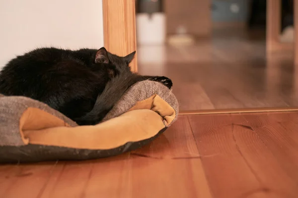 Kara Kedi Evcil Bir Yastığın Üzerinde Uyur Evcil Kedinin Evcil — Stok fotoğraf