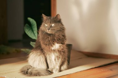 close up portrait of a domestic relaxed cat. beautiful grey male cat.