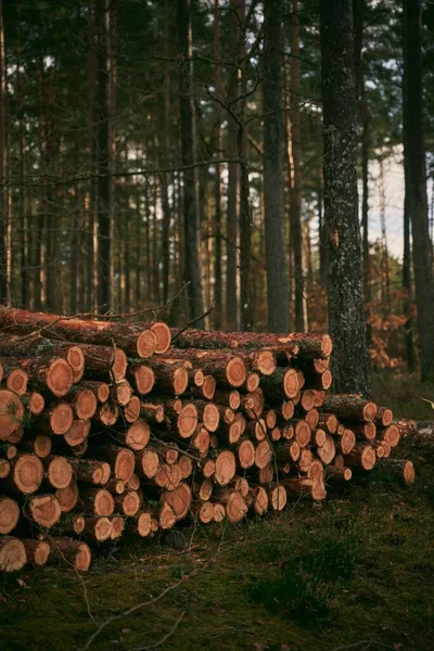 Ormandaki Ağaç Kütükleri Kesilmiş Odun Yığını — Stok fotoğraf