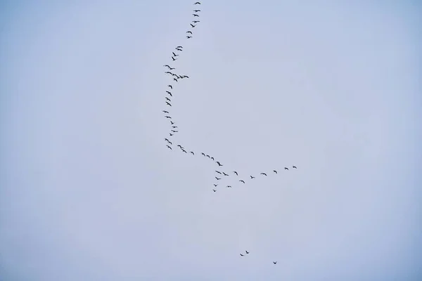 Σμήνος Πτηνών Απομονωμένων Στον Ουρανό — Φωτογραφία Αρχείου
