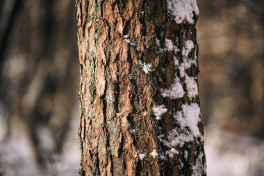 Ağaç kabuğunun arka plan dokusu karla kaplı. Karlı yeşil ağaç kabuğu.