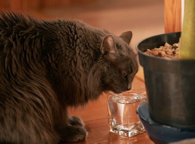 Kedi bardaktan temiz musluk suyu içer. Evcil bir hayvanın susuz kalmaması fikri.