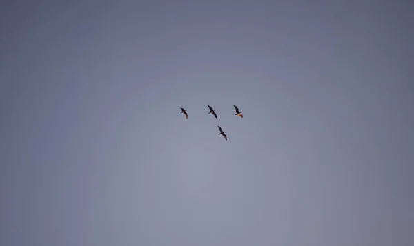 Ein Schwarm Vögel Isoliert Himmel — Stockfoto
