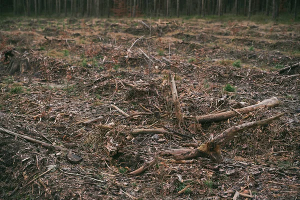 Stumps Logs Show Overexploitation Leads Deforestation Endangering Environment Sustainability Pine — Stockfoto