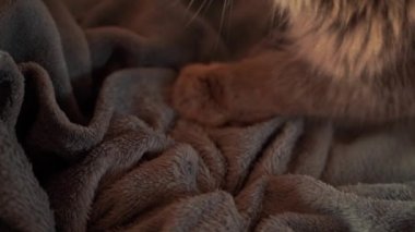 cat kneading and purring. male cat pushing his claws in and out on the blanket. slow-motion video.