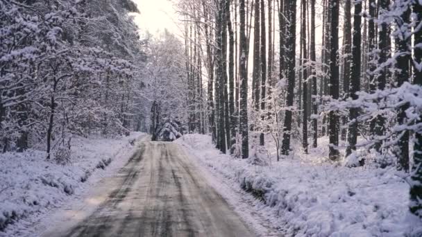 冬の森の道 水平方向のパン — ストック動画